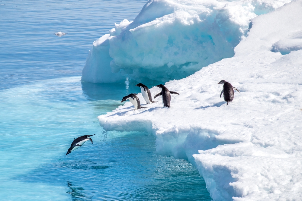 Antarctica Antarctica pinguins