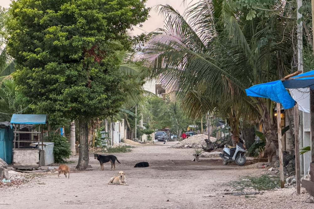 Dogs in Tulum Pueblo